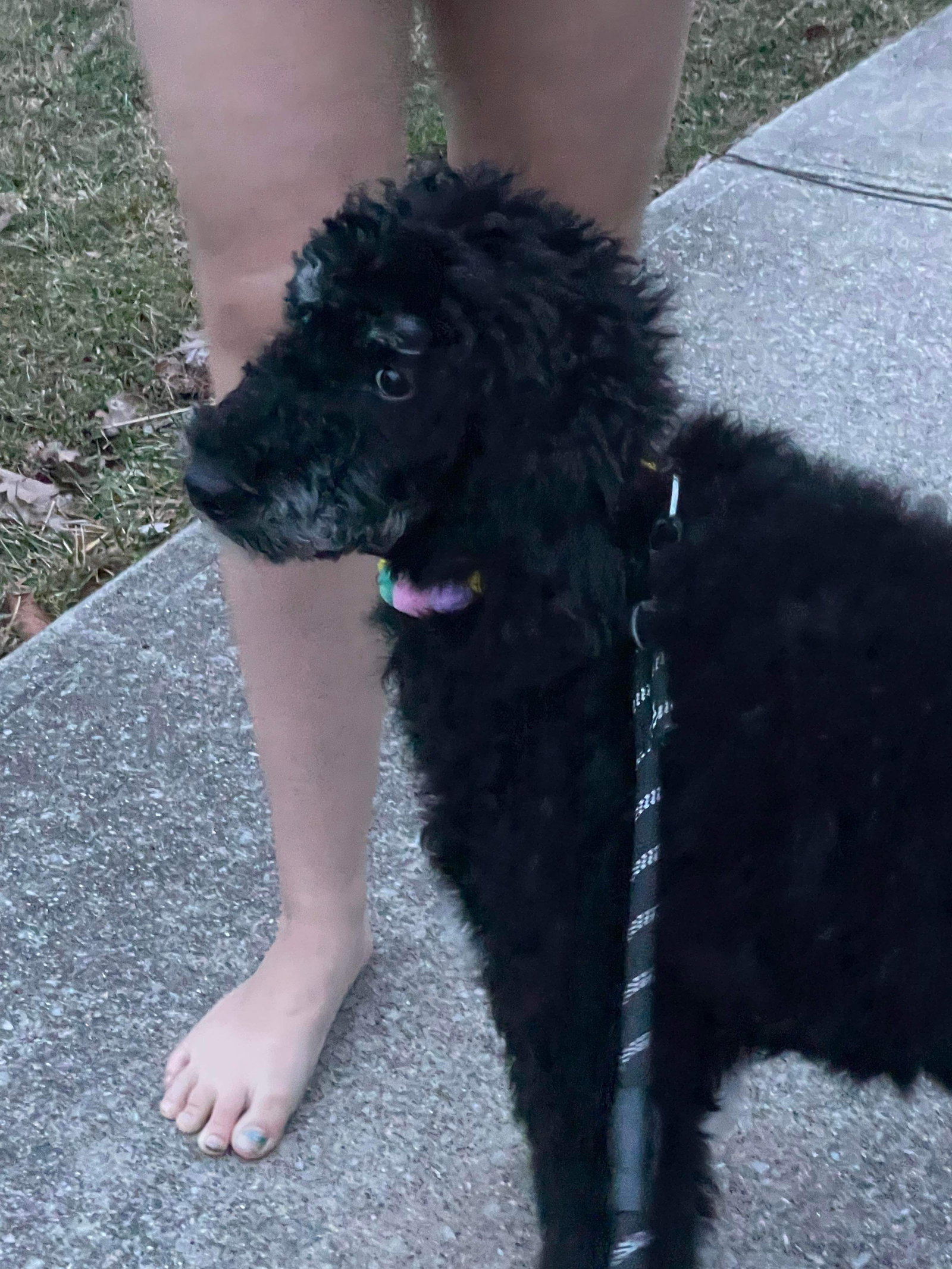 Dog for Adoption Poppy, a Poodle (Standard) in Middletown, OH Alpha Paw