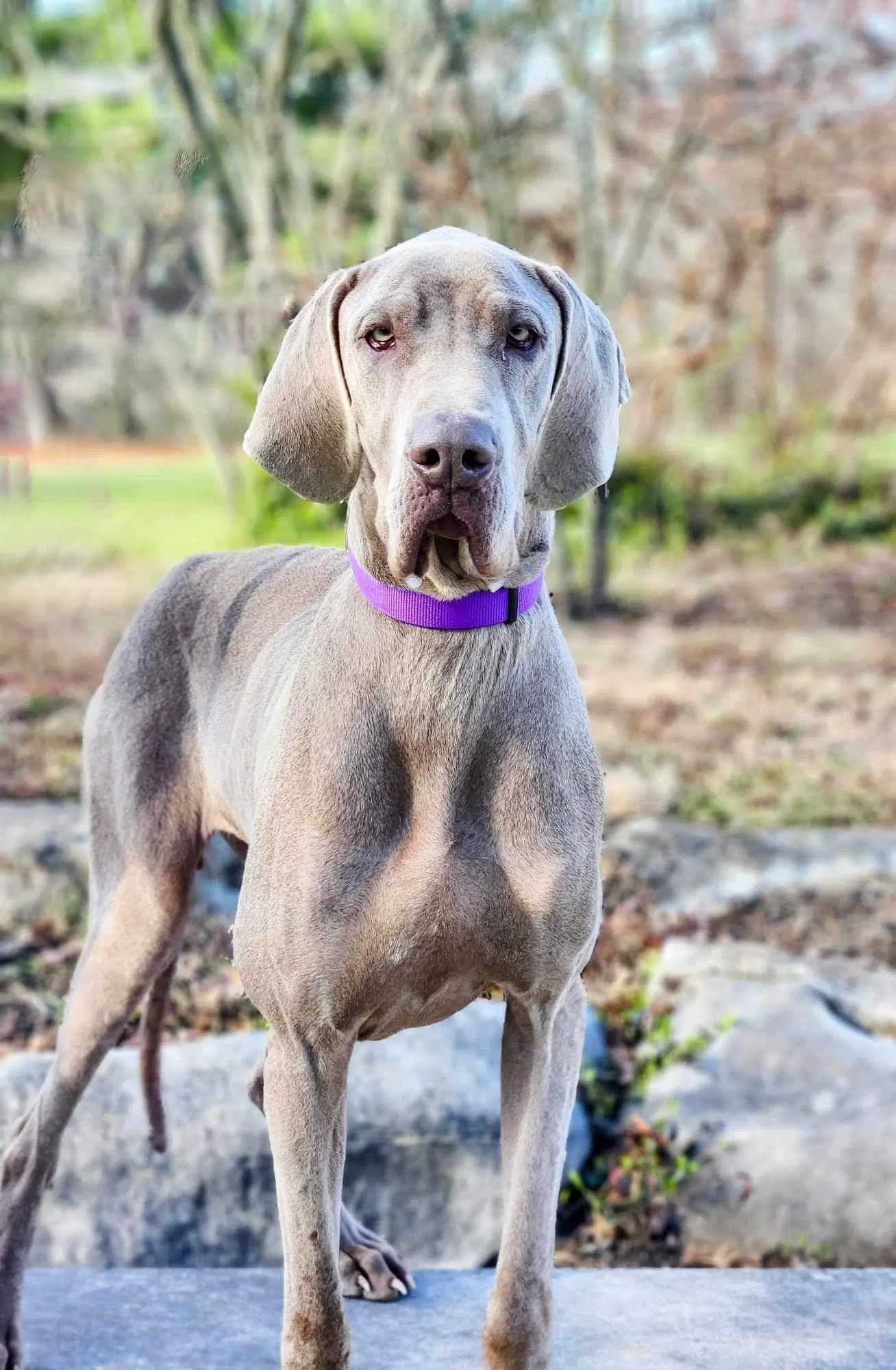 Lucy - Great Dane