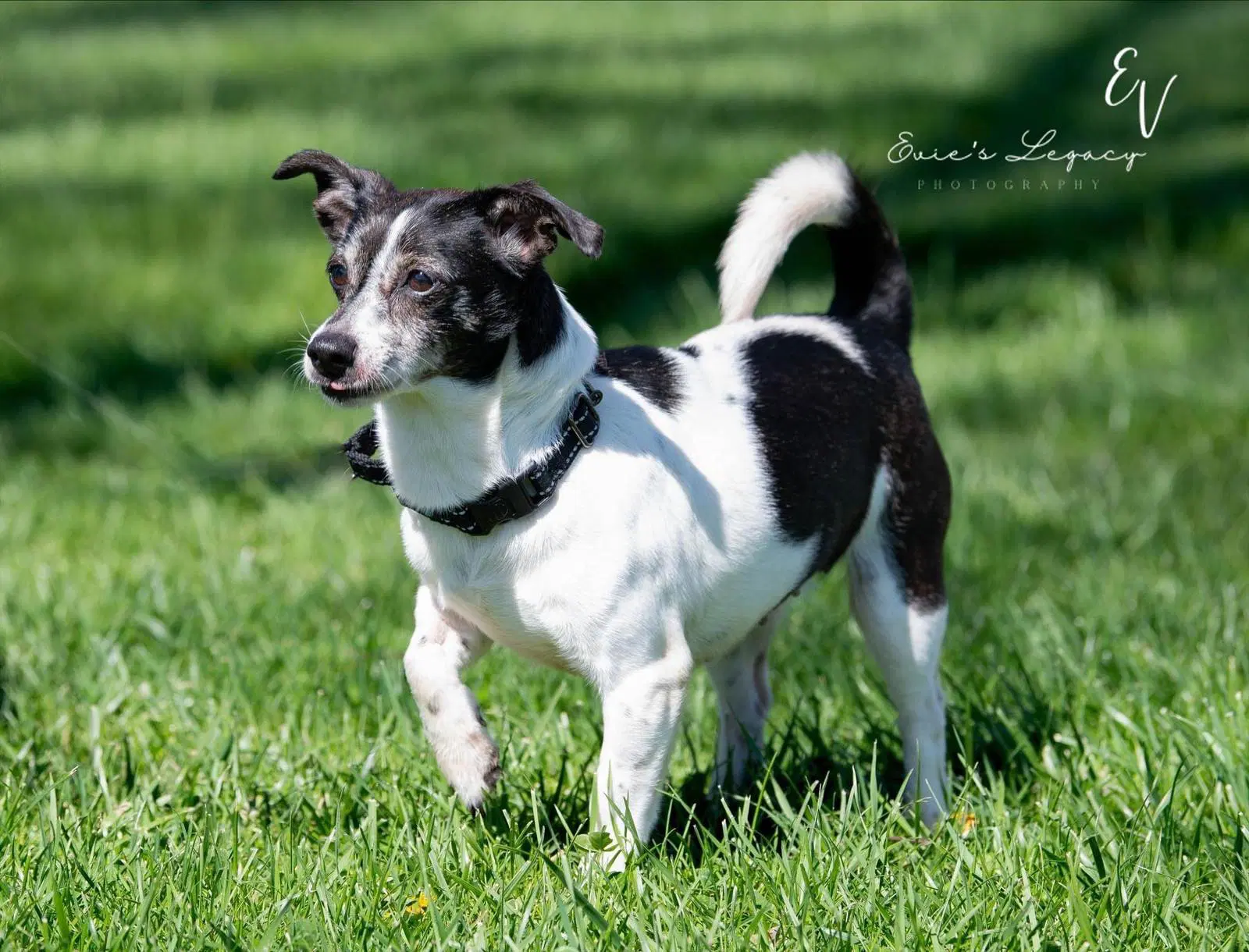 Daisy Aka Dukes - Rat Terrier