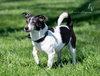 Daisy (aka Dukes) - Photo 1