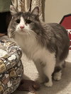 Lennox *Adoption Pending* - Photo 1