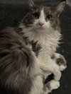 Lennox *Adoption Pending* - Photo 2