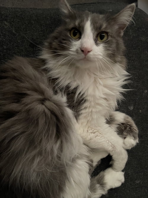 LENNOX *ADOPTION PENDING* - Domestic Long Hair available for adoption