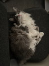 Lennox *Adoption Pending* - Photo 3