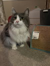 Lennox *Adoption Pending* - Photo 4