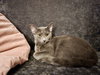 Coco - Photo 5