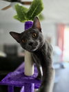 Coco - Photo 7