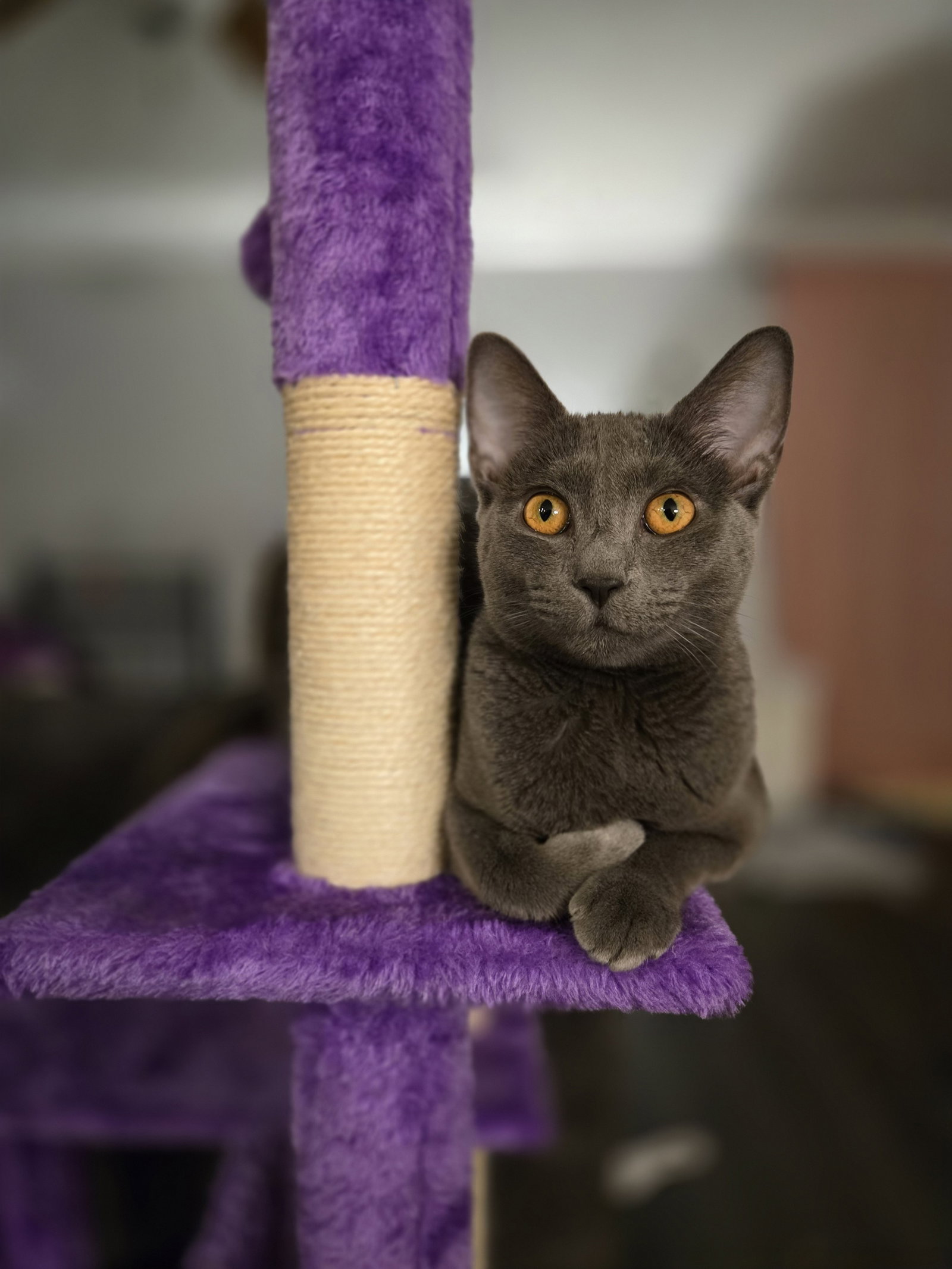 Coco Image