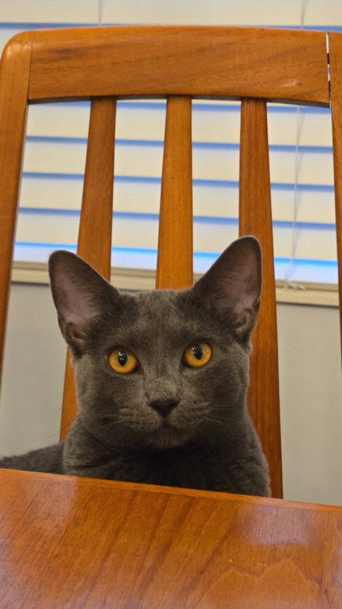 COCO - Domestic Short Hair available for adoption