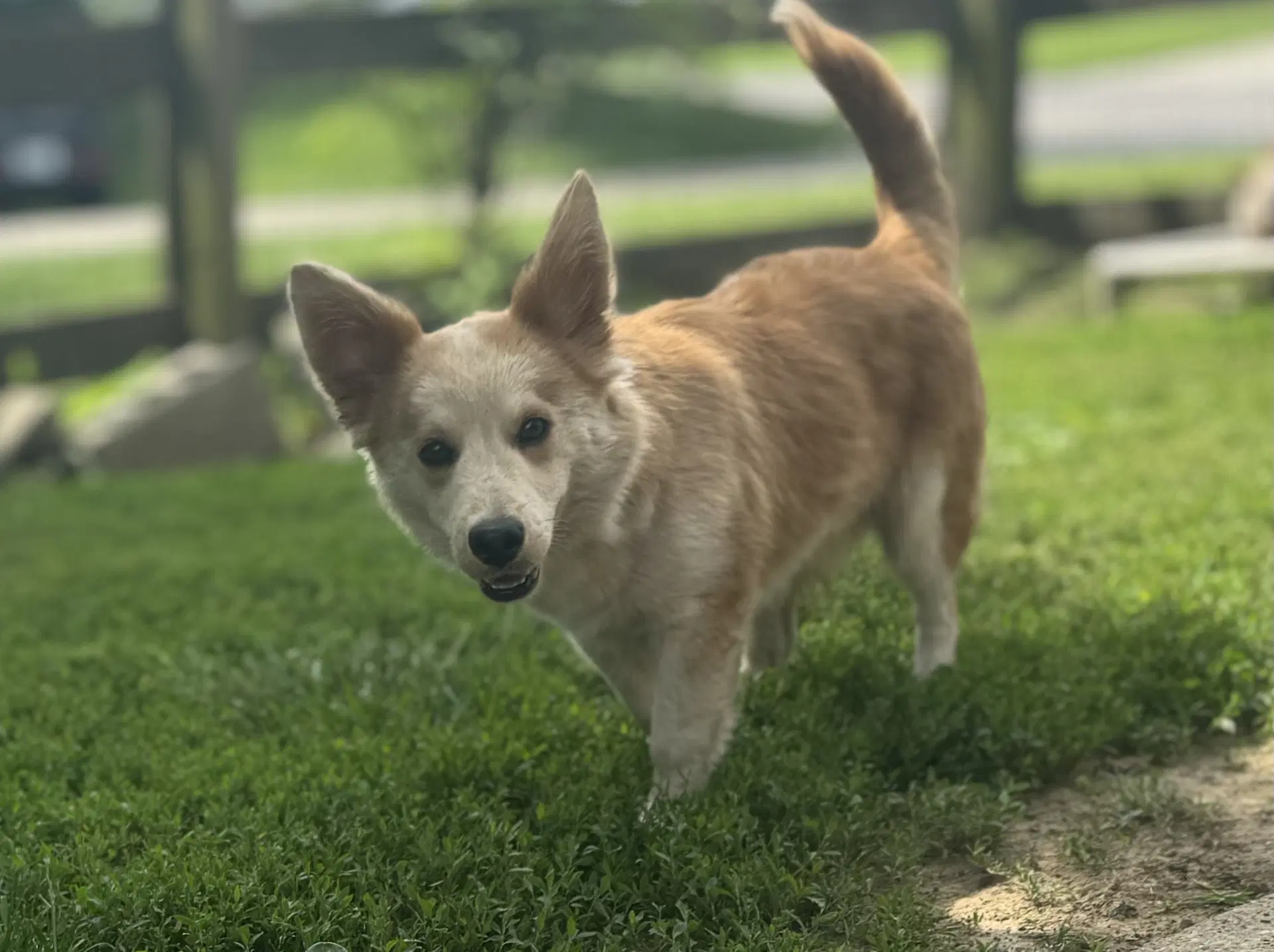 Finn - Corgi