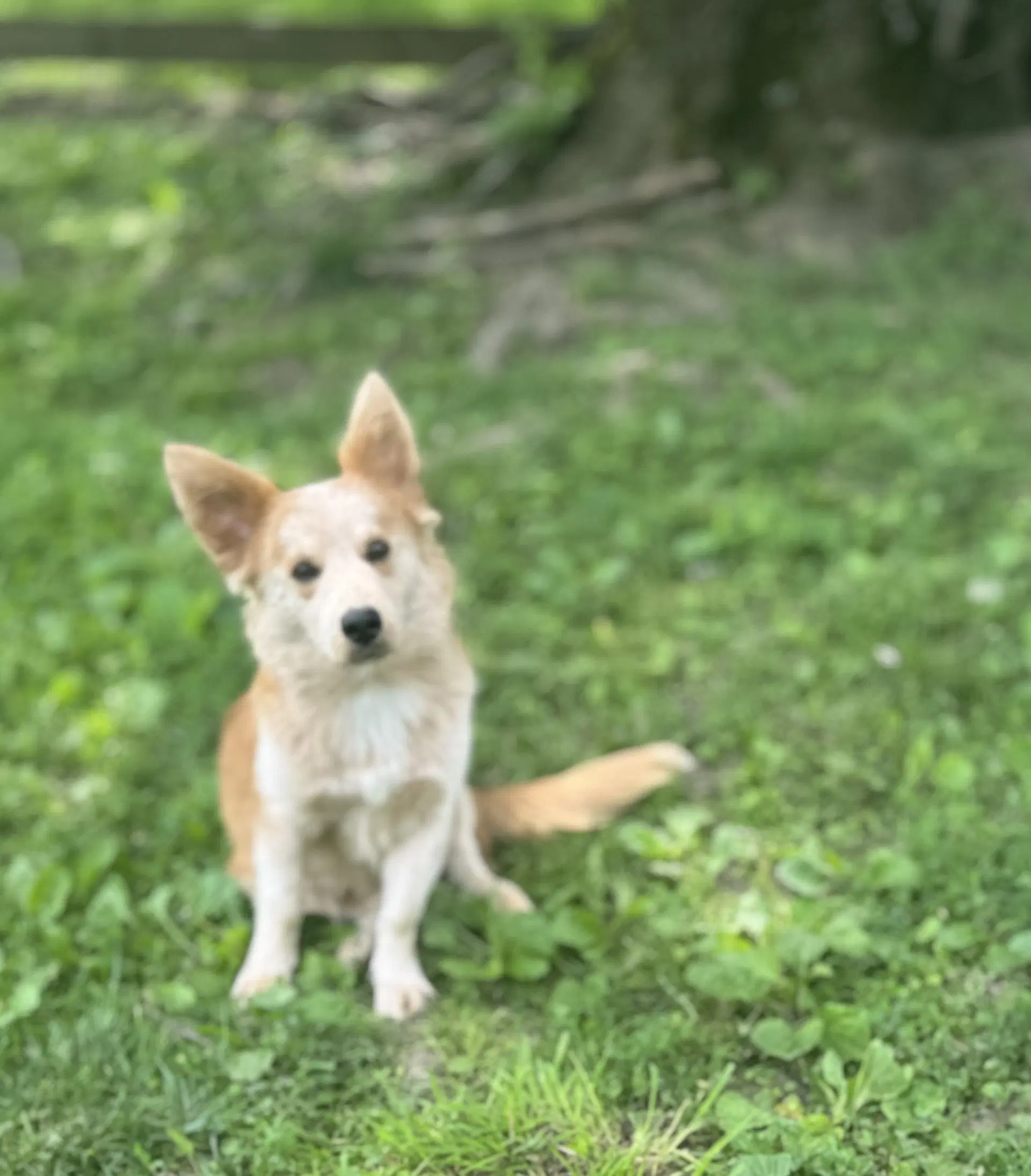 Finn image 2