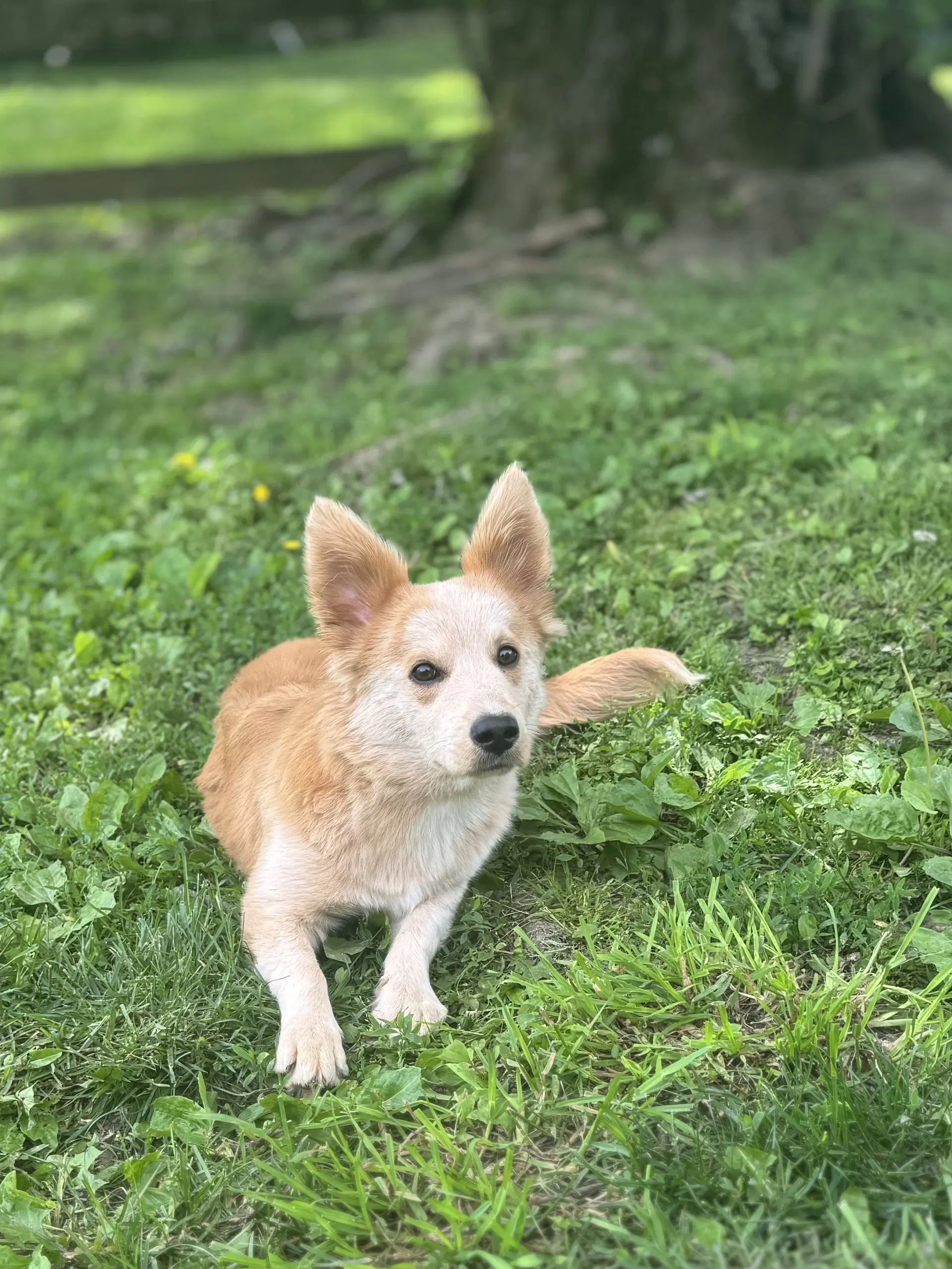 Finn image 3