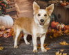Finn - Photo 4