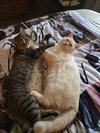Sugar & Beetlejuice - Photo 1