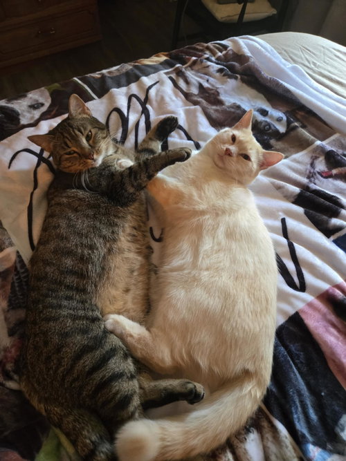 SUGAR & BEETLEJUICE - Siamese / Tabby available for adoption