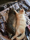 Sugar & Beetlejuice - Photo 2
