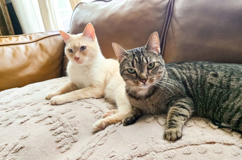 SUGAR & BEETLEJUICE - Siamese / Tabby available for adoption
