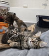 Alice in Wonderland Kittens - Photo 1