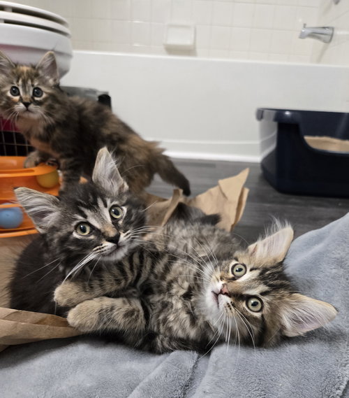 ALICE IN WONDERLAND KITTENS - Domestic Medium Hair / Tabby available for adoption