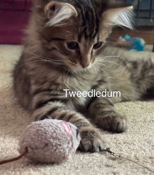 ALICE IN WONDERLAND KITTENS - Domestic Medium Hair / Tabby available for adoption