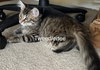Alice in Wonderland Kittens - Photo 3