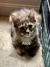 Alice in Wonderland Kittens - Photo 4