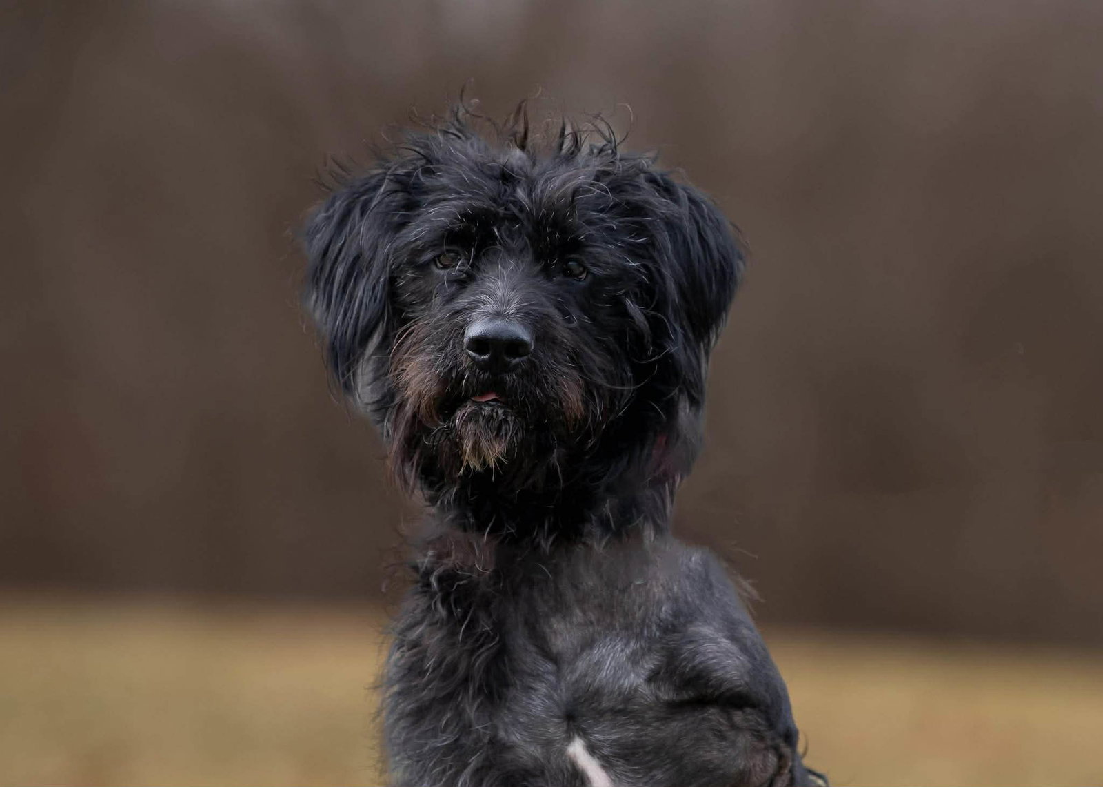 Hagrid - I’m a tri pawd Image