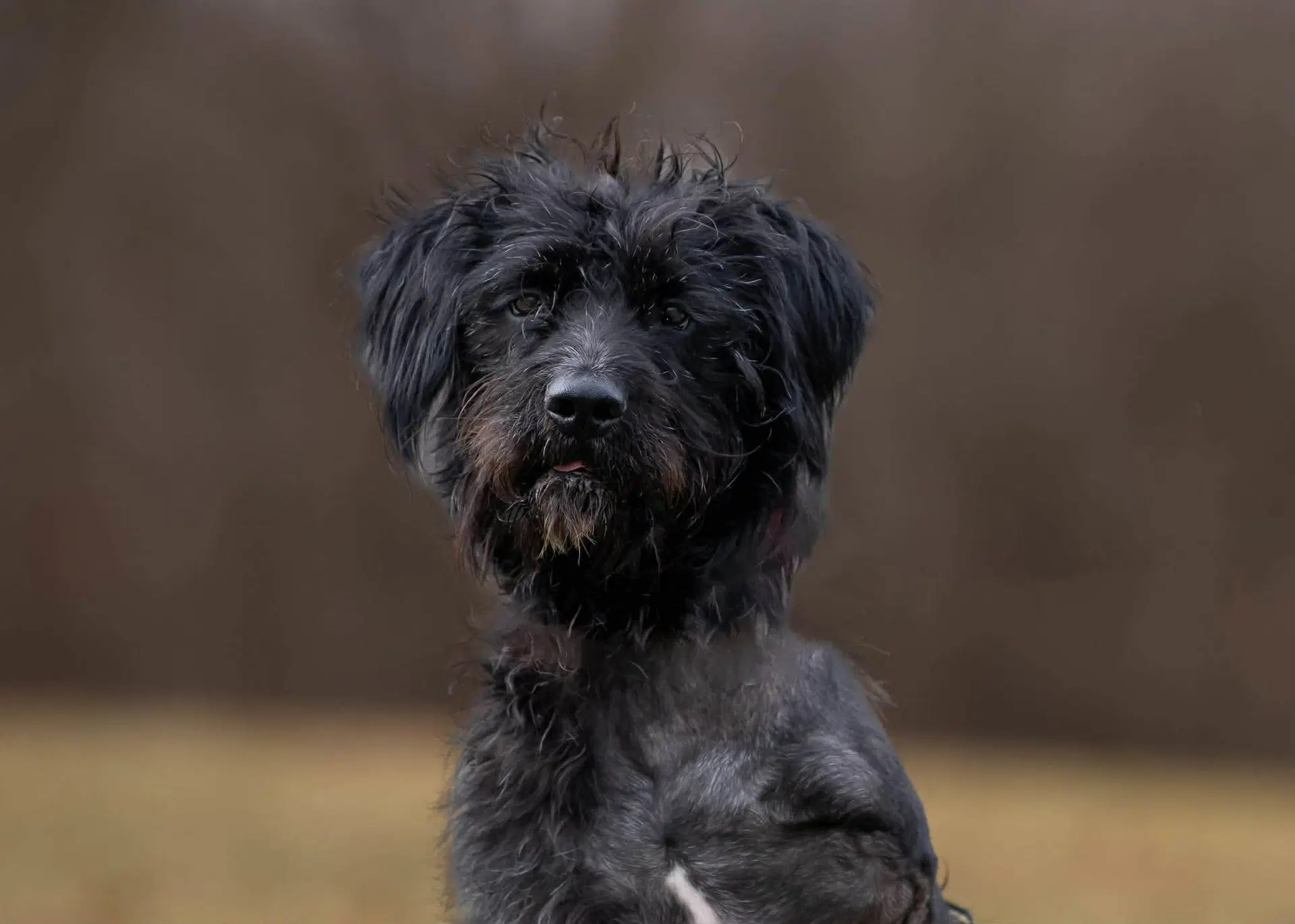Hagrid - Im A Tri Pawd - Labrador Retriever