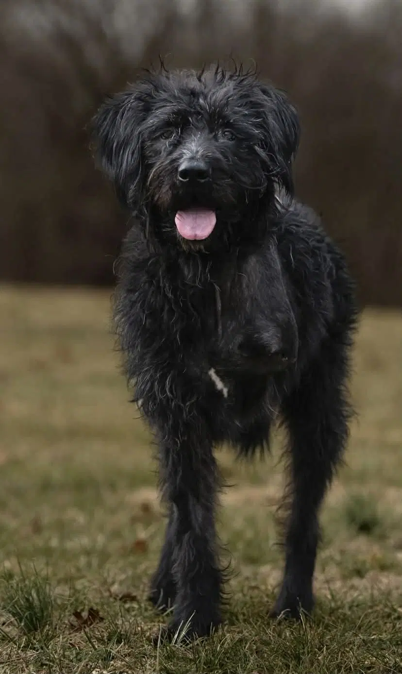 Hagrid - Im A Tri Pawd image 2