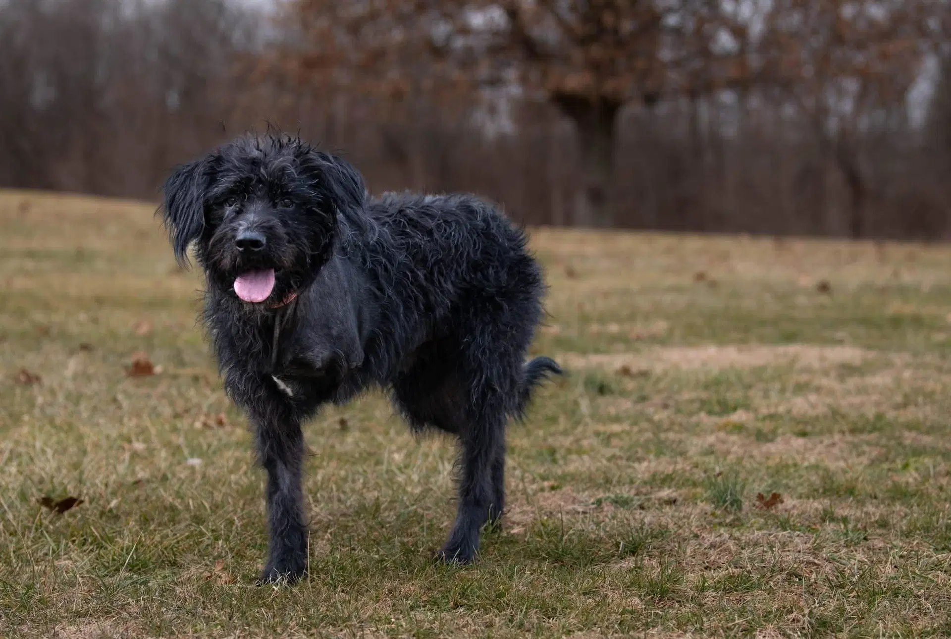 Hagrid - Im A Tri Pawd image 3