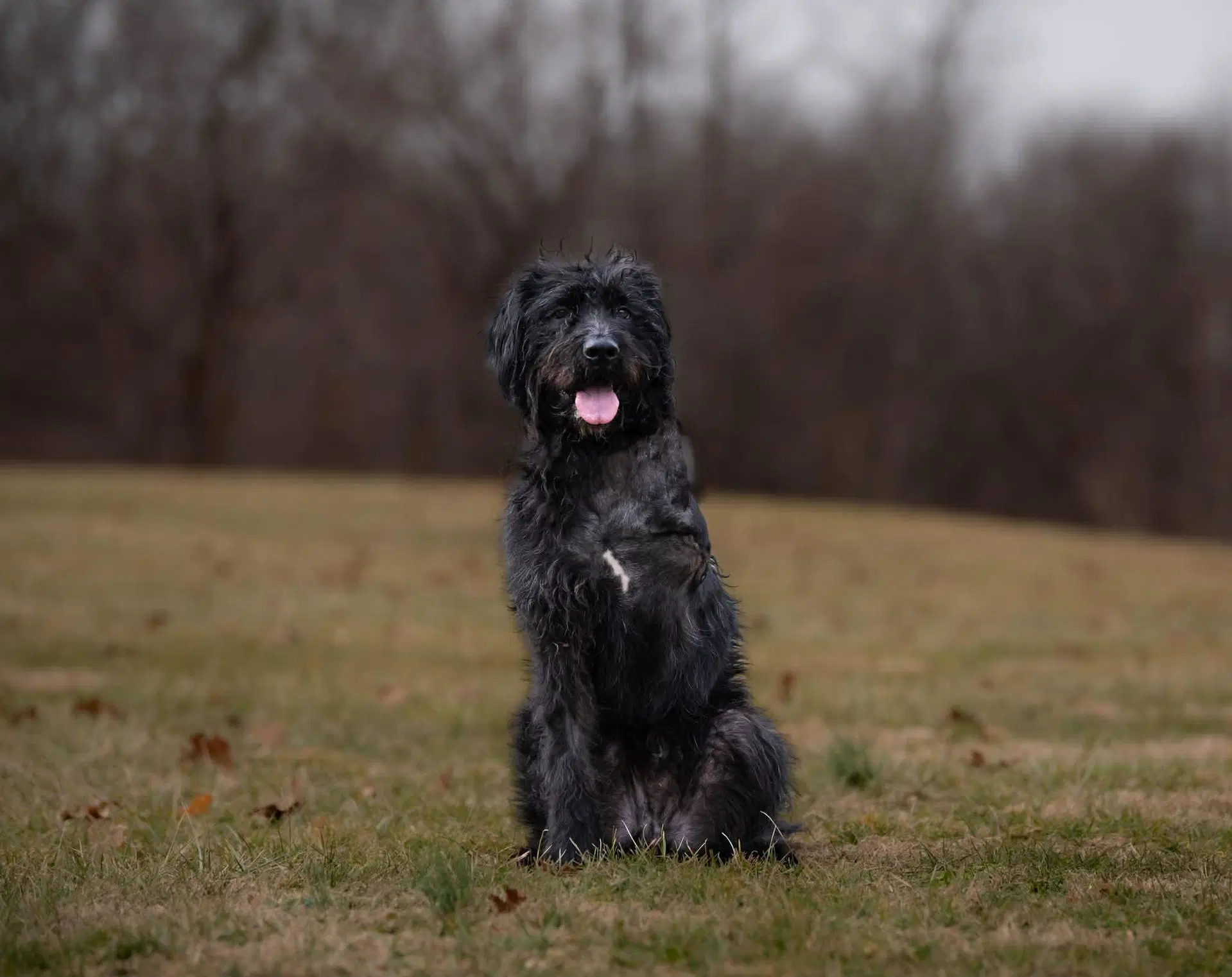 Hagrid - Im A Tri Pawd image 4