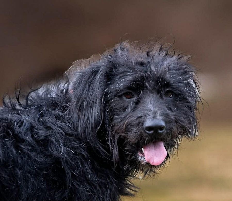 Hagrid - I’m a tri pawd
