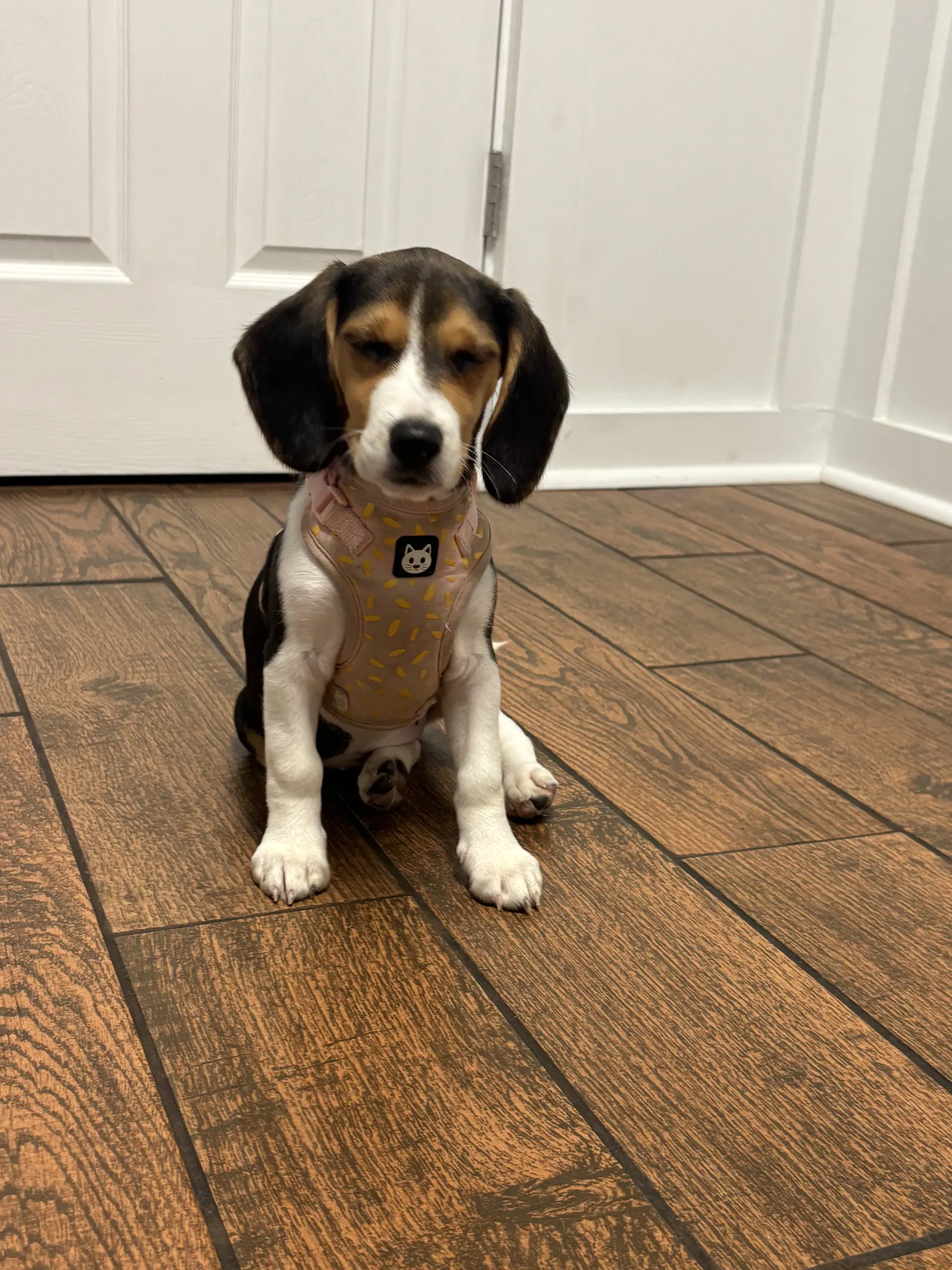Beatrice - Beagle