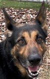 adoptable Dog in texas city, TX named BRANCO