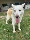 adoptable Dog in  named WYLIE