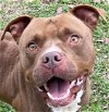 adoptable Dog in texas city, TX named BRUNO