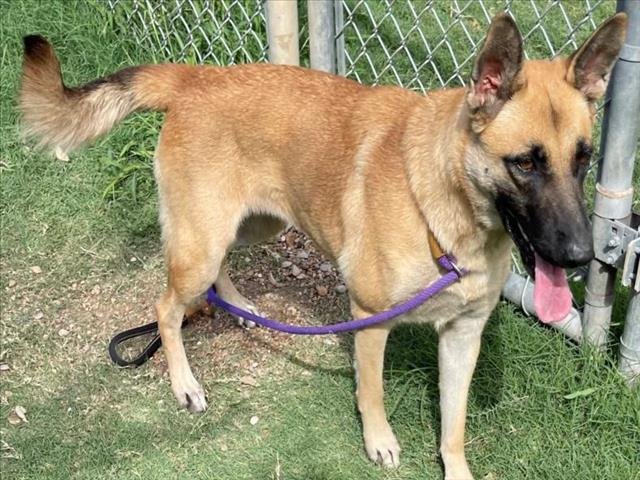 adoptable Dog in Texas City, TX named DAPHNE