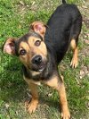 adoptable Dog in texas city, TX named CELLO