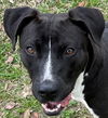 adoptable Dog in Texas City, TX named LOTTIE