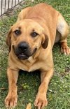 adoptable Dog in texas city, TX named BELLA