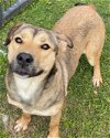 adoptable Dog in texas city, TX named AZALEA