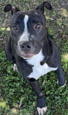 adoptable Dog in Texas City, TX named REMY