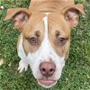 adoptable Dog in texas city, TX named BOO