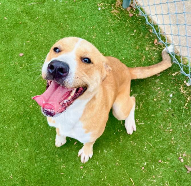 adoptable Dog in Texas City, TX named VERONA