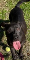 adoptable Dog in texas city, TX named ATTICUS