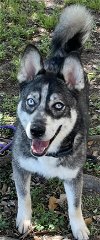 adoptable Dog in texas city, TX named BOURBON