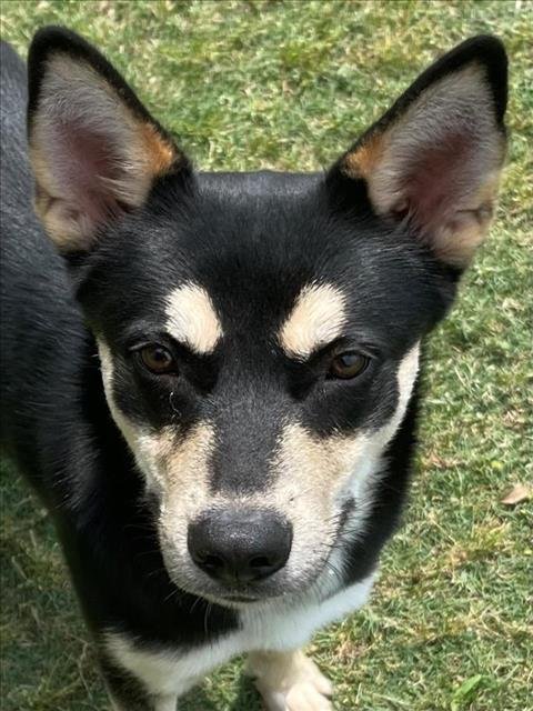 adoptable Dog in Texas City, TX named BOWZER