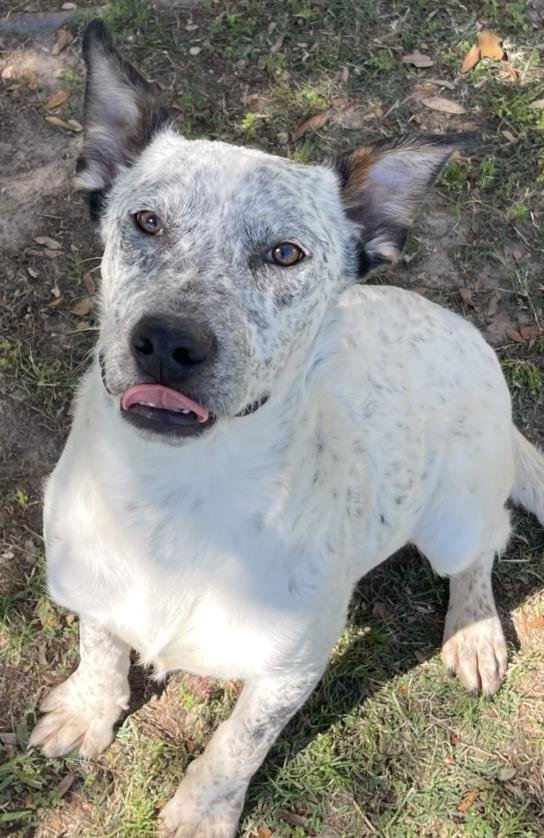 adoptable Dog in Texas City, TX named JERRY