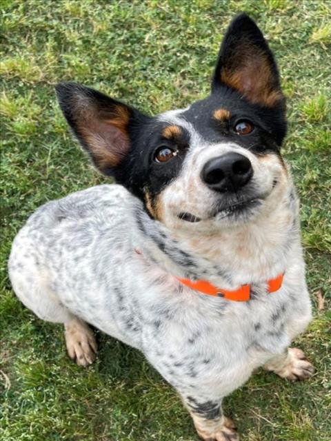 adoptable Dog in Texas City, TX named MARLEY