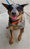 adoptable Dog in texas city, TX named BAILEY